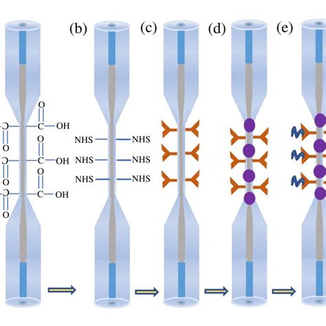 Schematic Diagram Of Fiber Surface Modification Process A Treat With Download Scientific