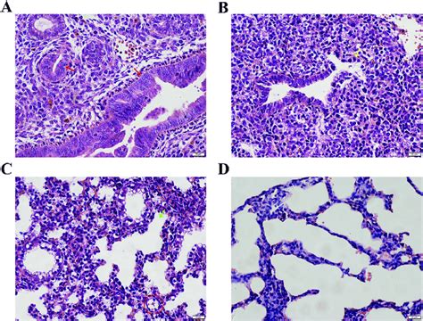 A D Histological Morphology Of Fetal Lung Tissues By Hande Staining Â400 Download Scientific