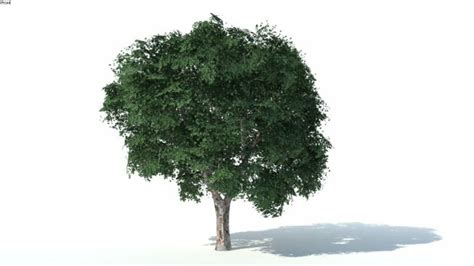 low poly tree sketchup - Flossie Shea