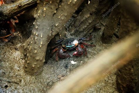 Uca Tetragonon Una Especie De Cangrejo Violinista Que Se Encuentra