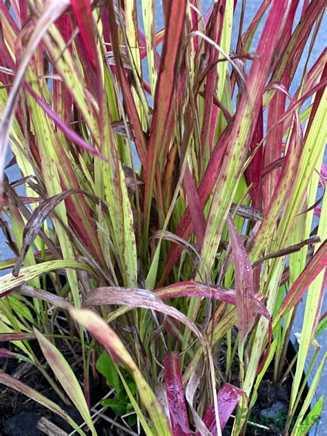 Imperata Cylindryczna Imperata Cylindrica Red Baron Sklep