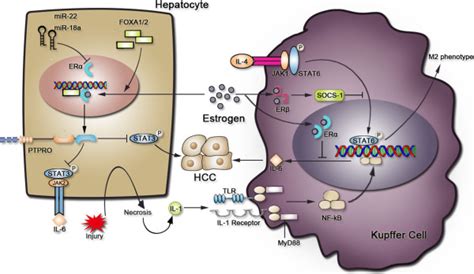 Estrogen Inhibits Hcc Development Through Its Anti Inflammatory