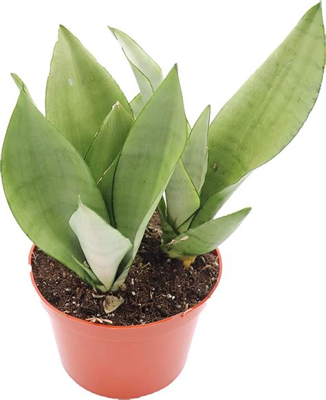 Amazon Sansevieria Moonshine Trifasciata From California