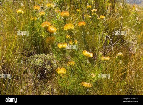 Leucospermum Lineare Hi Res Stock Photography And Images Alamy