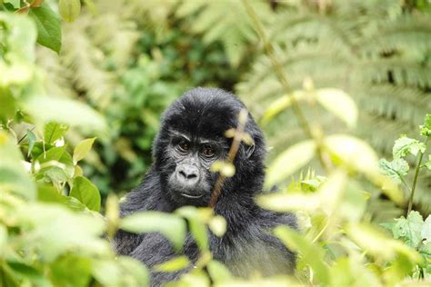 21 Best Gorilla Families In Bwindi Mgahinga Park For Trekking In