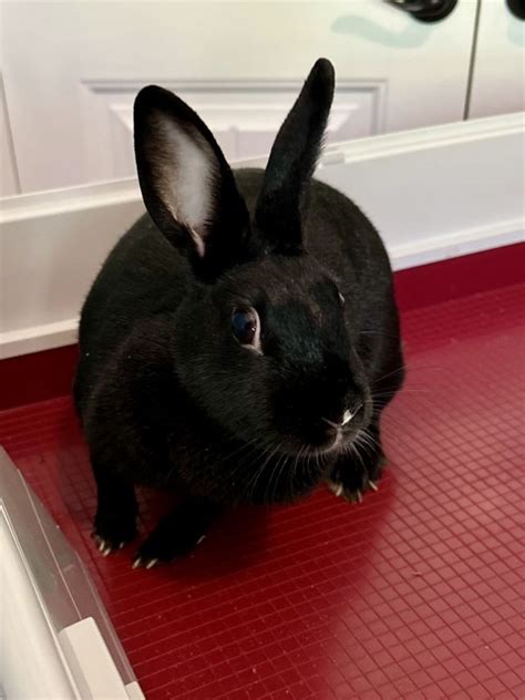 Rabbit For Sale In Pinehurst Nc 1 Petzlover