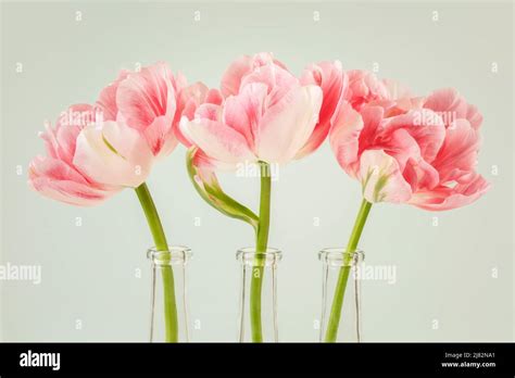 Tulips In Container Hi Res Stock Photography And Images Alamy