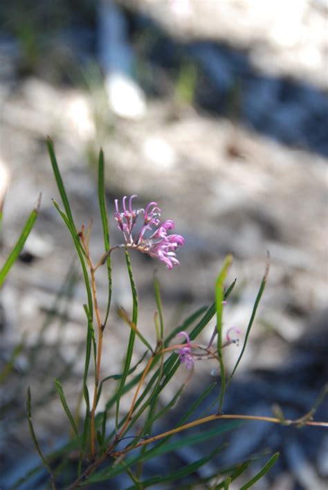 Cooloola City Farm November Rainbow Beach Community News