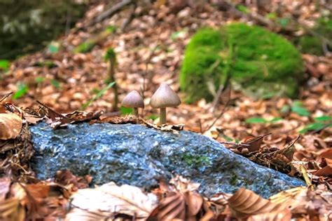 Dois Pequenos Cogumelos Na Folhagem Da Floresta Fundo Desfocado Foto