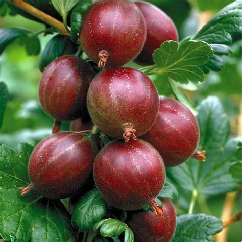 Captivator Red Gooseberry Bush No Ship To Nc Wv Nh 25 Pot