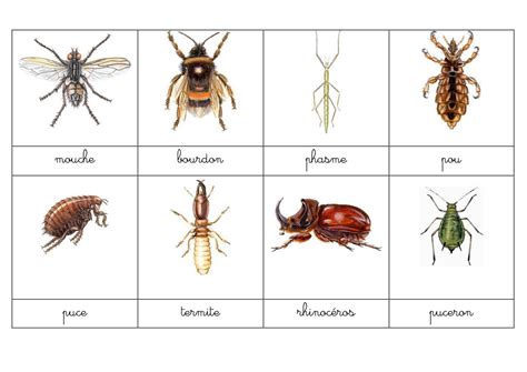 Identification Des Principaux Ordres D Insectes C Gep De Sainte Foy