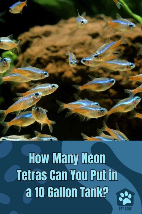 How Many Neon Tetras Can You Put In A Gallon Tank Artofit