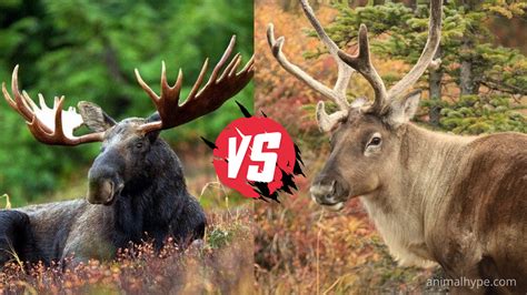 What Is The Difference Between Elk Moose And Deer