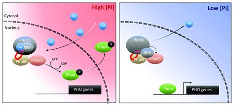 Working Model On The Control Of The PHO Pathway Through 1 5 IP 8 And