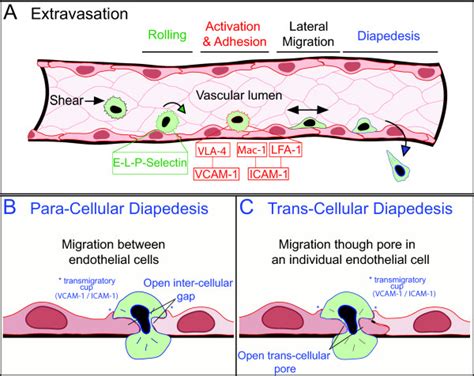 Stages Of Extravasation Of A Leukocyte A Leukocytes First Undergo