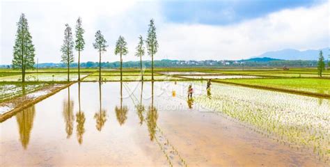 江西新余：“谷雨”将至 春播正忙 人民图片网