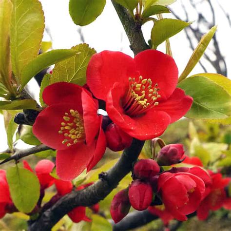 Айва великолепная «Nicoline» - Chaenomeles speciosa «Nicoline»