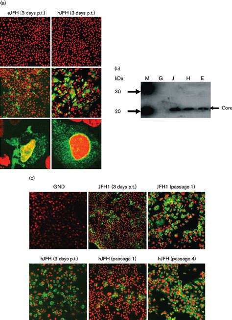 Detection Of Hcv Tagged P Proteins In Transfected Cells If And