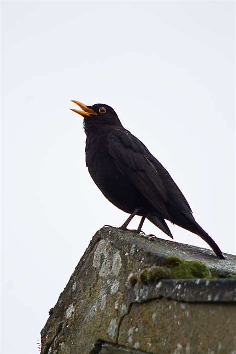 Blackbird - Singing in the Rain ! by alant2 - Pentax User