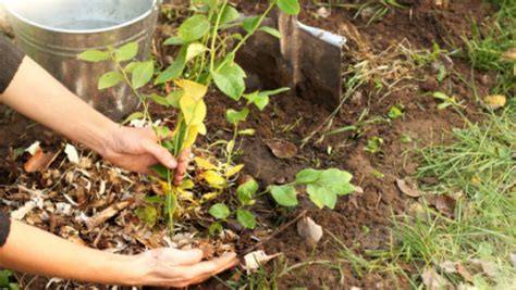 Horta Saiba Como Proteger As Plantas Do Vento E Da Geada