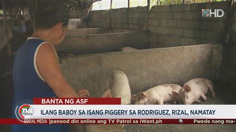 Tv Patrol On Twitter Tvpatrol Ilang Baboy Sa Piggery Sa Rodriguez