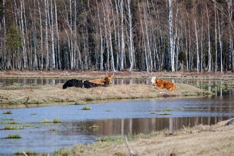 Wild Cows In Naked Pasture In Spring Stock Photo Image Of Food Grassland 146495360