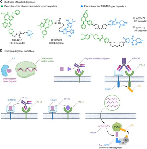Advancements and Opportunities in Targeted Protein Degradation ... 