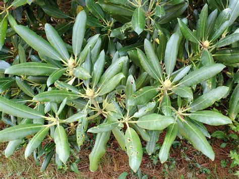 Rosebay Great Laurel Rhododendron Maximum Western Carolina Botanical Club