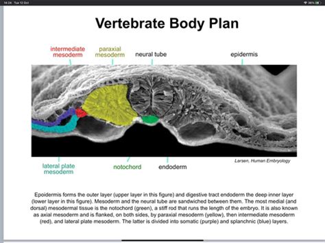 ANAT0001 FORMATION OF THE BODY PLAN Flashcards Quizlet