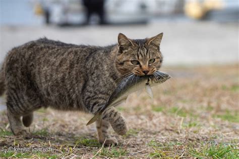 猫が魚をくわえたシーンがたっぷり！写真集『どら猫』19日発売 Rbb Today