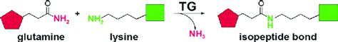 Transglutaminase TG Catalyzes The Formation Of A Covalent Bond