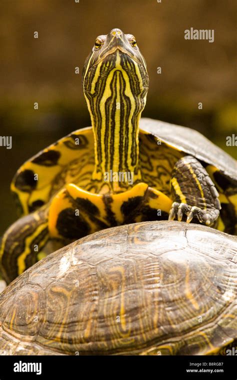 Slider turtle hi-res stock photography and images - Alamy