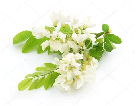 Acacia flowers ⬇ Stock Photo, Image by © Dionisvera #3678775