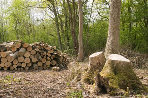 Best Types Of Firewood Trees