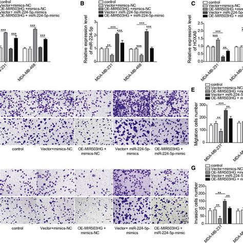 Overexpression Of MIR503HG Inhibited TNBC Cell Migration And Invasion