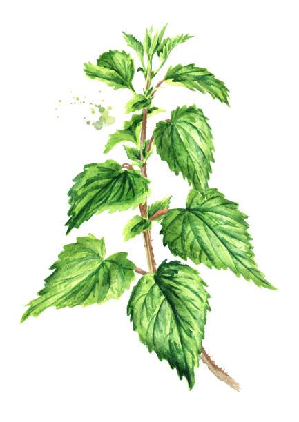 Leaf Of Nettle Illustrations Royalty Free Vector Graphics And Clip Art