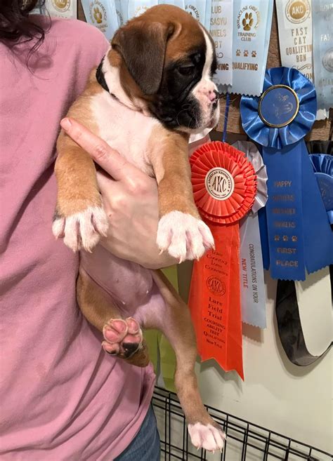 Kickin Rooster AKC Boxers