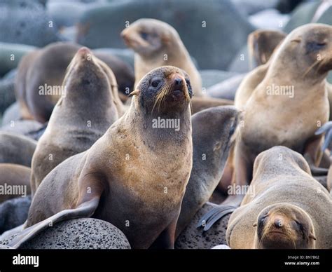 Northern Fur Seal Females In Breeding Rookery St Paul Island Alaska