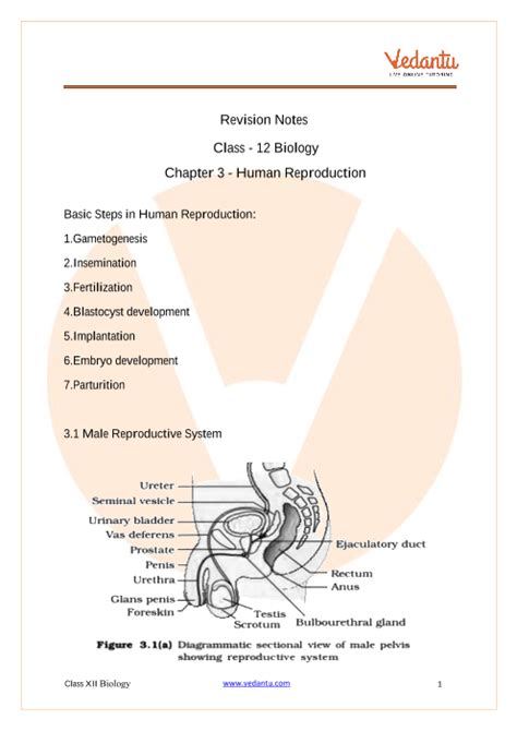 Cbse Class 12 Biology Chapter 3 Human Reproduction Revision Notes