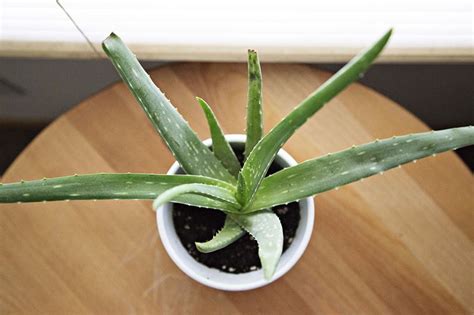 L Aloe Vera In Casa Aloe