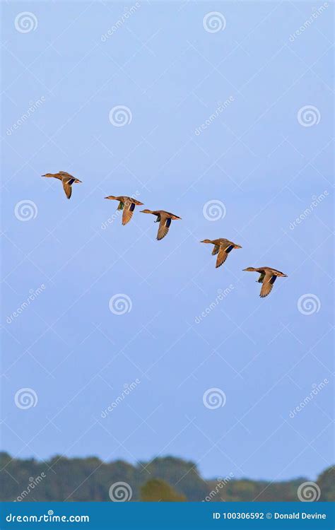 Mallards in formation stock photo. Image of animals - 100306592