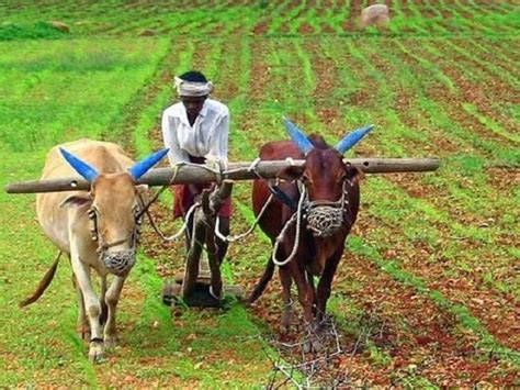 Focus On Coarse Grains Emphasis On Irrigation Facilities Target To Promote Organic Farming