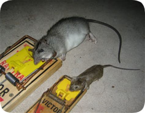 Florida Mice and Rat Removal and Pest Control - Jacksonville & Orlando FL