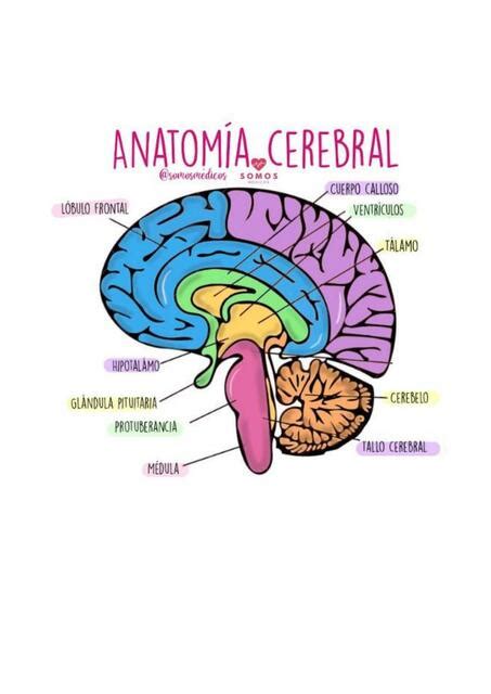 Res Menes De Anatom A Cerebral Descarga Apuntes De Anatom A Cerebral