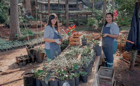 Vivero Municipal Regala Plantines Para Poblar De Plantas A Posadas