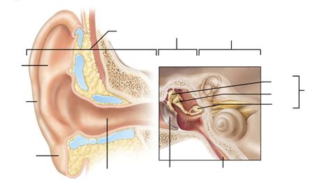 Final Lab Practical Ear Labeling 1 Diagram Quizlet