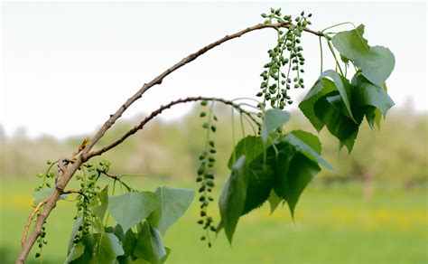 Canadapopulier Populus X Canadensis