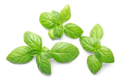 Premium Photo Basil Leaves Isolated On White