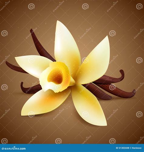 Realistic Vanilla Flower Stock Vector Illustration Of Delicious 51303448