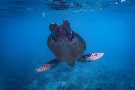 海中を気持ちよさそうに泳ぐウミガメの後ろ姿のフリー画像｜おしゃれなフリー写真素材：girly Drop